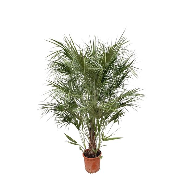 Zwergpalme auch Europäische Zwergpalme - Chamaerops Humilis Strauch - 170cm- Ø30