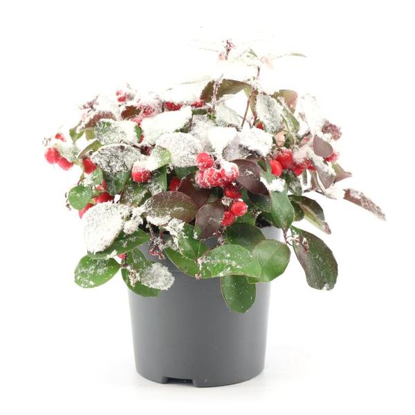 Wintergrün Big Berry - Gaultheria Pr. 'Big Berry' + Snow - Ø10cm - ↕15cm mit Schnee