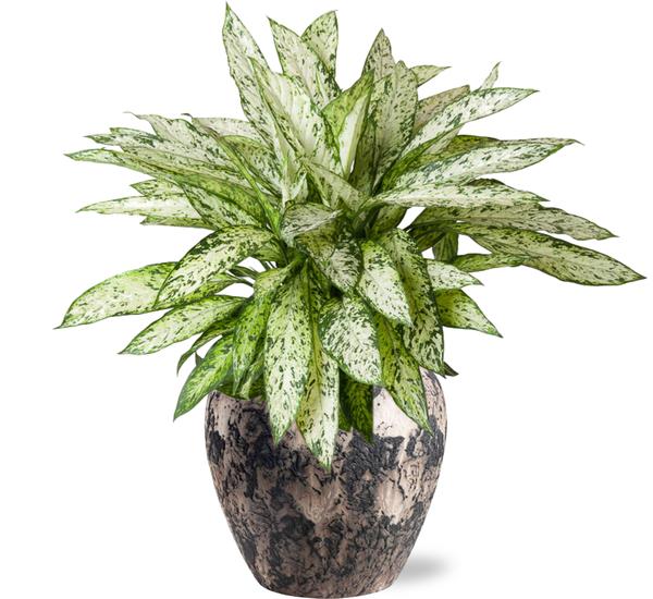 Dieffenbachia Vesuvius - Ø27cm - ↕80cm + Doug Pot D29x26cm - Topf Schwarz Beige