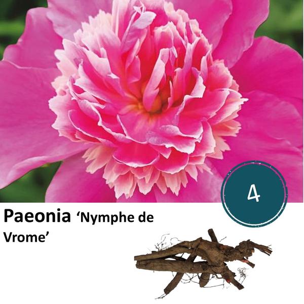 Pfingstrose - Paeonia 'Nymph de Vrome' - 4 Stück