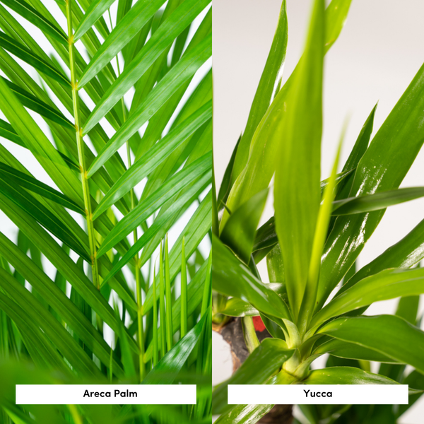 Pflanzen Mix - Areca - ↨130cm - Ø24cm + Yucca - ↨100cm - Ø21cm