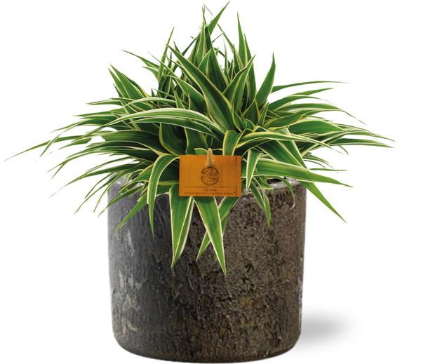 Grünlilie - Chlorophytum Ocean - Ø15cm - ↕25cm + Maas Pot D16x14cm - Topf Braun