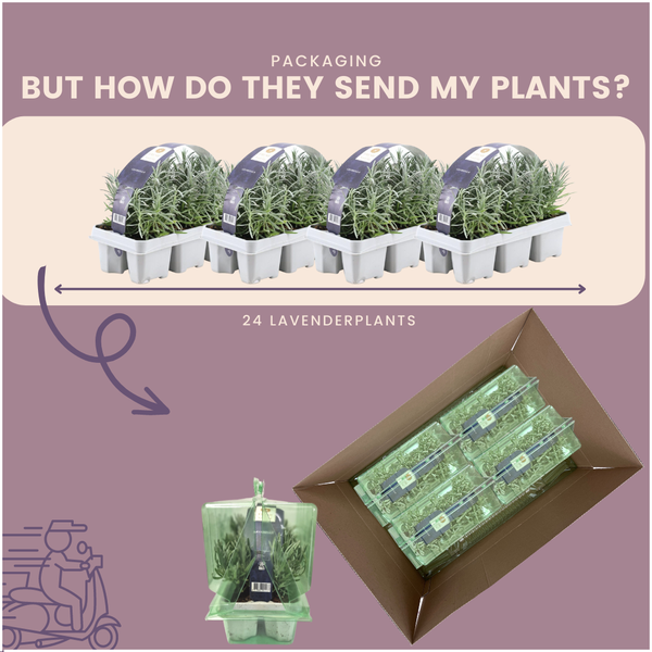 Lavendel - Lavandula angustifolia - 24 x Ø7 cm - ↕15 cm 4x6 Stück