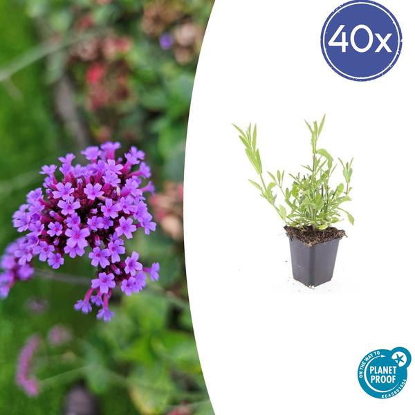 Patagonisches Eisenkraut - Verbena bonariensis - ↕10-25cm - Ø9cm 40 Stück