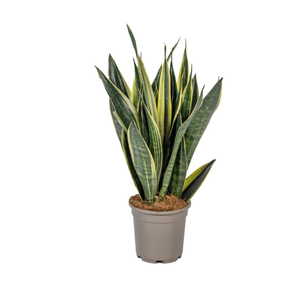 Schwiegermutterzunge - Sansevieria Trifasciata Canary Ø17cm - ↕50-55cm