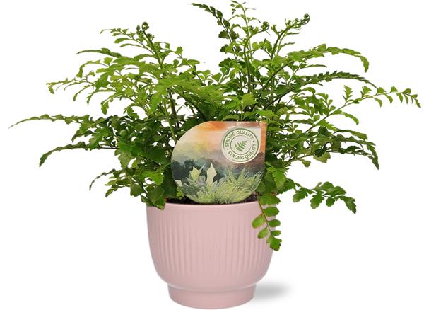 Vogelnestfarn - Asplenium Parvati - Ø12cm - ↕35cm + Potenza Rib Pot D13x11cm - Topf Rosa