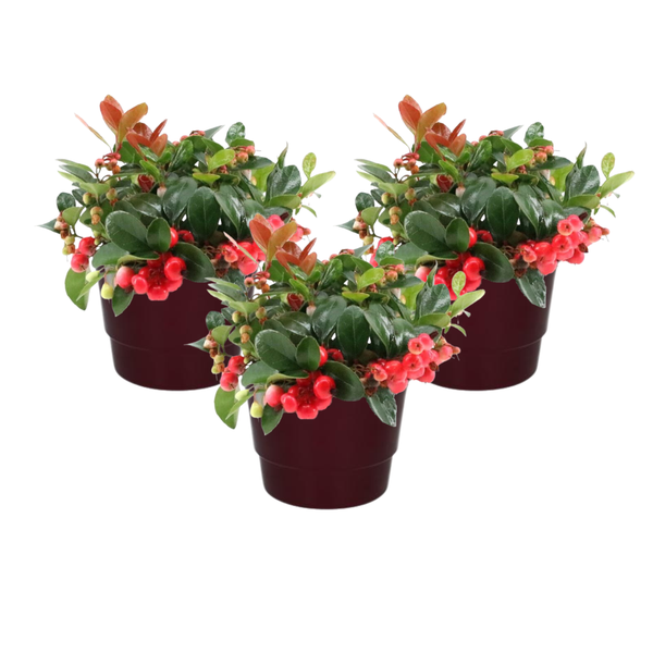 Wintergrün Big Berry Set - Gaultheria Pr. 'Big Berry' + Pot Basic Bordeaux - 3 Stück - Ø10cm - ↕15cm Topf Bordeaux