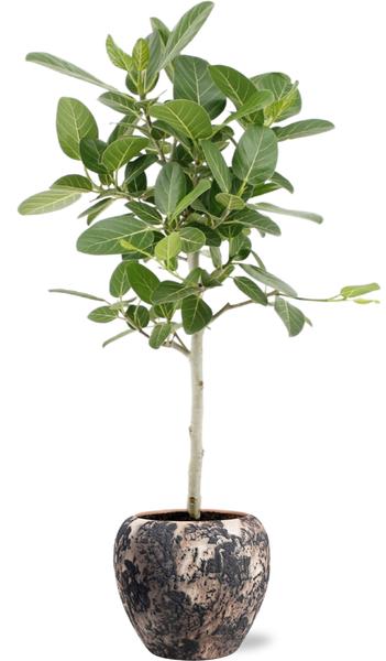 Bengalische Feige - Ficus Benghalensis Petite Audrey - Ø21cm - ↕75cm + Doug Pot D24x22cm - Topf Schwarz Beige