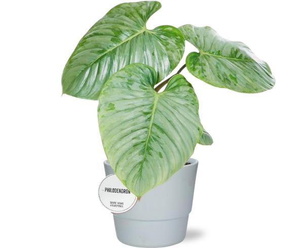 Baumfreund - Philodendron Sodiroi - Ø15cm - ↕45cm + Pot Basic D16x13,5cm - Topf Weiß