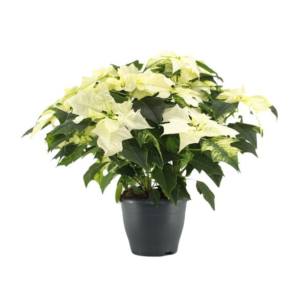 Weihnachtsstern - Poinsettia Alaska White - Ø21cm - ↕45cm