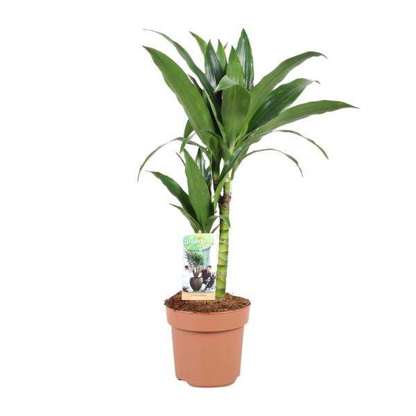 Drachenbaum - Dracaena Janet Craig 30-15 - Ø17cm - ↕60cm