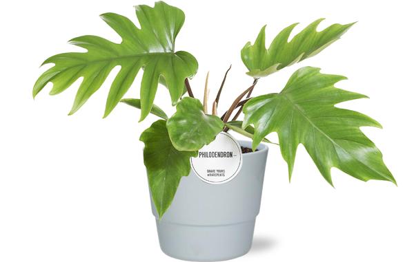 Baumfreund - Philodendron Mayoi - Ø15cm - ↕35cm + Pot Basic D16x13,5cm - Weiß