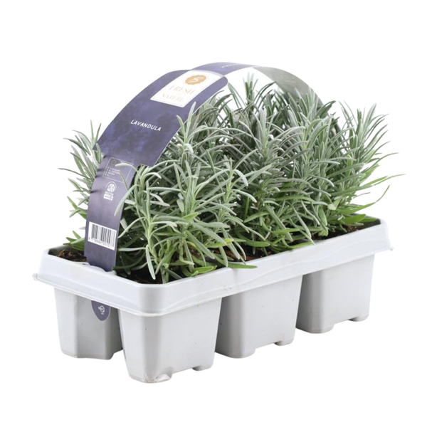 Lavendel - Lavandula angustfolia - 6 x Ø7 cm - ↕25 cm   6 Stück