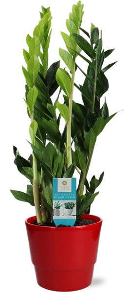 Smaragdpalme - Zamioculcas Zamiifolia - Ø17cm - ↕70cm + Pot Basic D18x15cm - Topf Rot