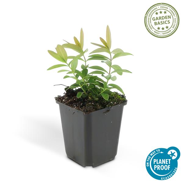 Johanniskraut - Hypericum calycinum - ↕10-25cm - Ø9cm 12 Stück