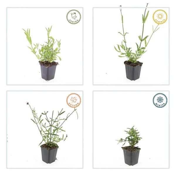 Patagonisches Eisenkraut - Verbena bonariensis - ↕10-25cm - Ø9cm 60 Stück