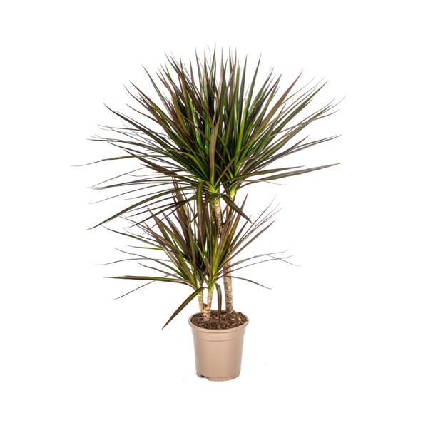 Drachenbaum - Dracaena Marginata Magenta Ø17cm - ↕60cm