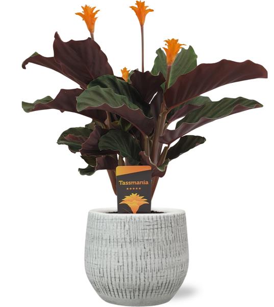 Ewige Flamme - Calathea Crocata - Ø14cm - ↕40cm + Ryan Pot D15x13cm - Topf Weiß