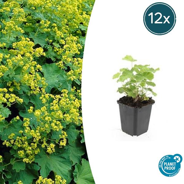 Frauenmantel - Alchemilla mollis - ↕10-25cm - Ø9cm - 12x