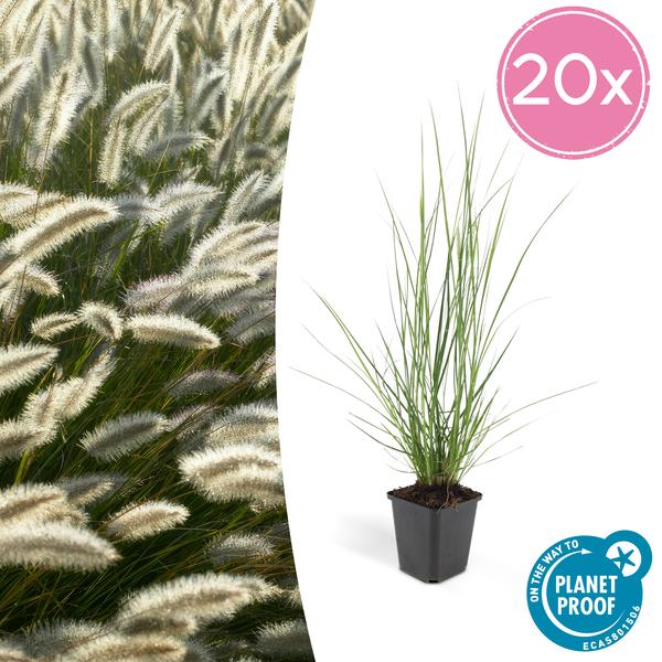 Lampenputzergras - Pennisetum alopecuroides 'Hameln' - ↕10-25cm - Ø9cm 20 Stück