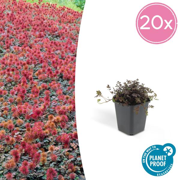 Kupferteppich Stachelnüsschen - Acaena microphylla - ↕10-25cm - Ø9cm 20 Stück