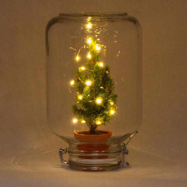 Weihnachtsbaum im Glas - Easyplant - Ficus Christmas