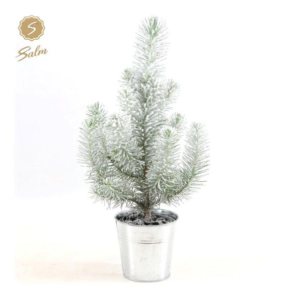 Pinie - Pinus Pinea Silver Crest + Pot Zinc + Snow - Ø12cm - ↕35cm im Zinktopf mit Schnee