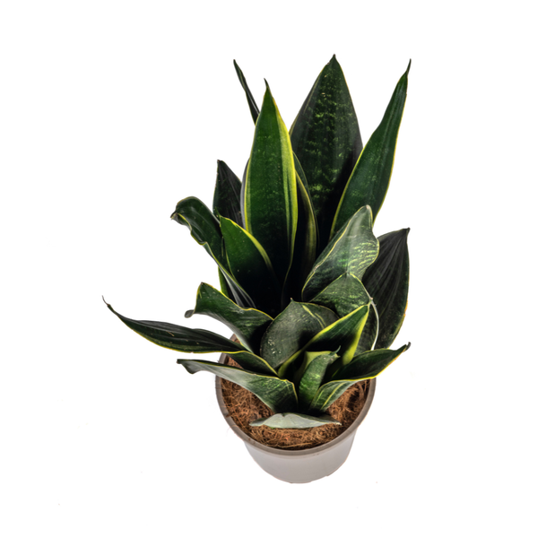 Schwiegermutterzunge - Sansevieria Trifasciata Futura Black Ø17cm - ↕50-55cm