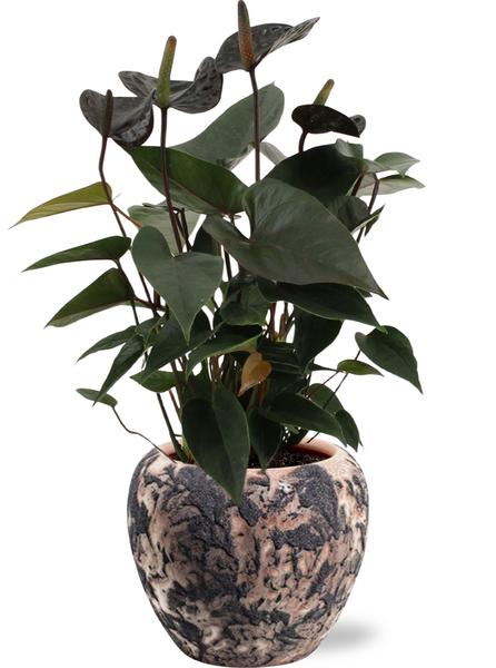 Anthurie - Anthurium Black Love - Ø12cm - ↕36cm + Doug Pot D14x13cm - Topf Schwarz Beige