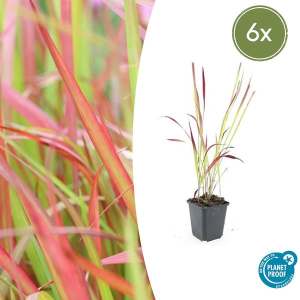 Japanisches Blutgras - Imperata cylindrica 'Red Baron' - ↕10-25cm - Ø9cm - 6x