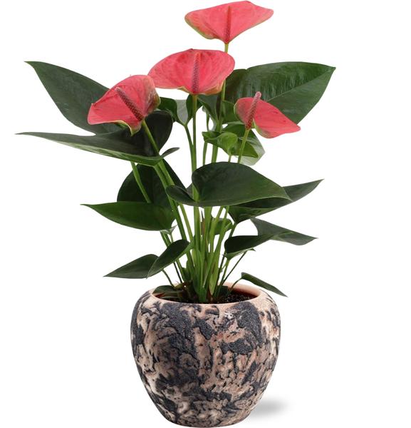 Anthurie - Anthurium Sweet Dream - Ø12cm - ↕36cm + Doug Pot D14x13cm - Topf Schwarz Beige