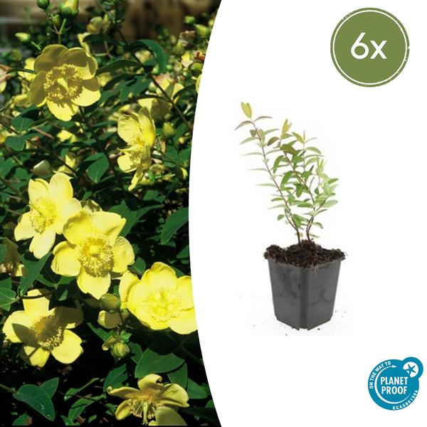 Johanniskraut - Hypericum 'Hidcote' - ↕10-25cm - Ø9cm - 6x