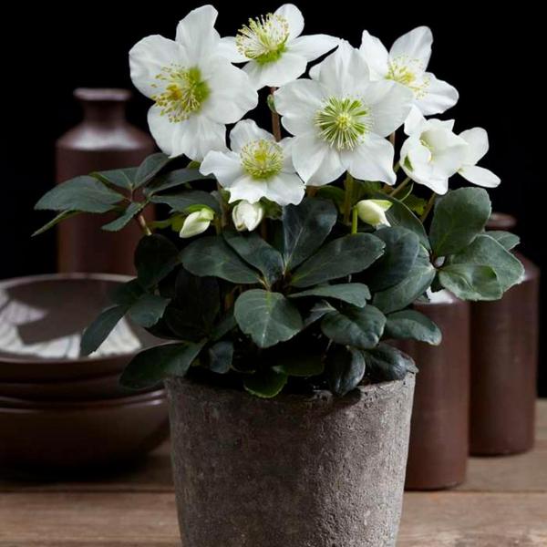 Christrosen Set - Helleborus Niger 'Christmas Carol' -  12 cm Ø  20 cm ↕   6 Stück