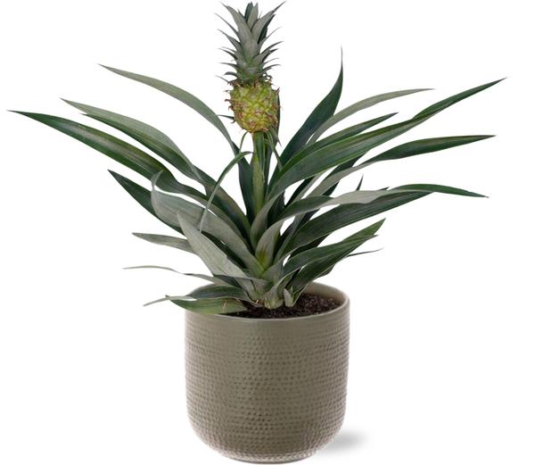 Ananaspflanze - Bromelia Ananas Ø12cm -↕30cm + Aresso Pot D13x12,5cm - Topf Grau Grün