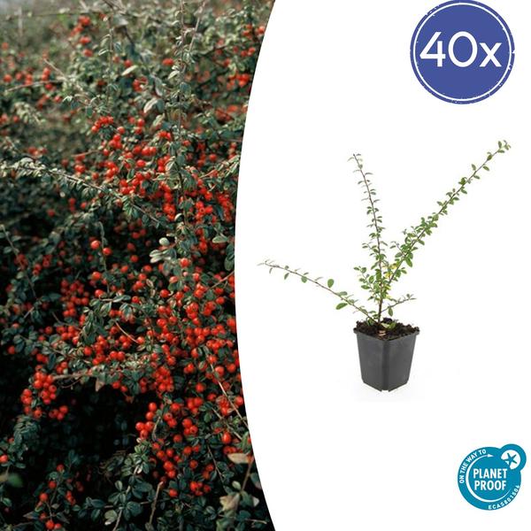 Zwergmispel - Cotoneaster suec. 'Coral Beauty' - ↕10-25cm - Ø9cm 40 Stück