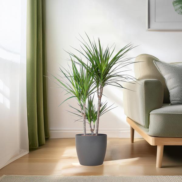 Drachenbaum - Dracaena Marginata mit Viber Topf grau – 95 cm – Ø21