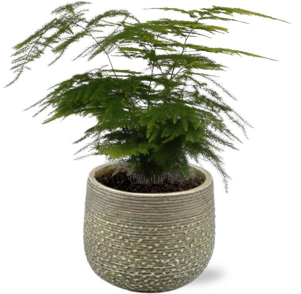 Spargelfarn - Asparagus Setaceus - Ø12cm - ↕35cm + Noale Pot D14,5x12cm - Topf Grün