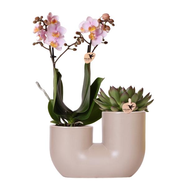 Orchideen Set - Set aus Rosa Orchidee Andorra und Sukkulente im Sandfarbenen Tube-Dekotopf - Topfgröße Ø9cm | Blühende Zimmerpflanze - Frisch vom Züchter