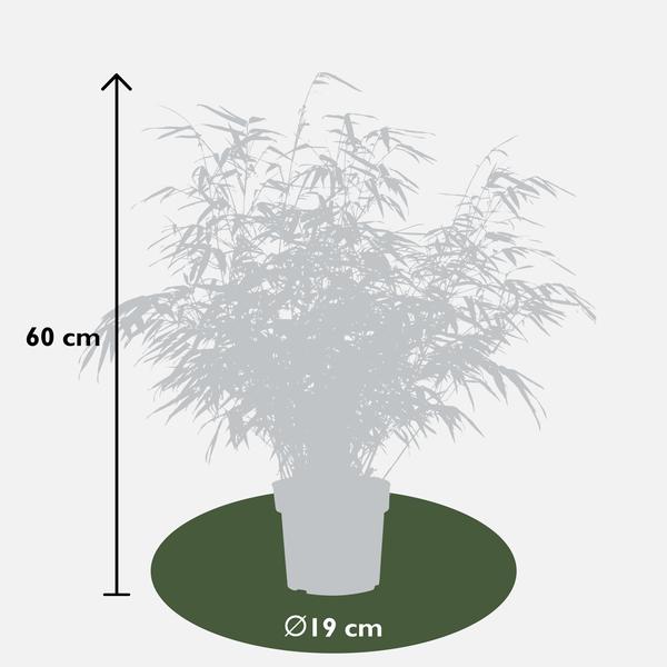 Bambus Fargesia rufa - ↨60cm - Ø19  2 Stück