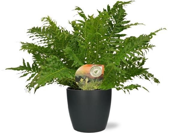 Silberfarn - Blechnum Silver Lady - Ø17cm - ↕50cm + Pot Brussels D18x17cm - Topf  Anthrazit