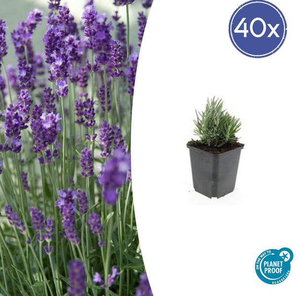 Lavendel - Lavandula ang. 'Dwarf Blue' - ↕10-25cm - Ø9cm - 40x