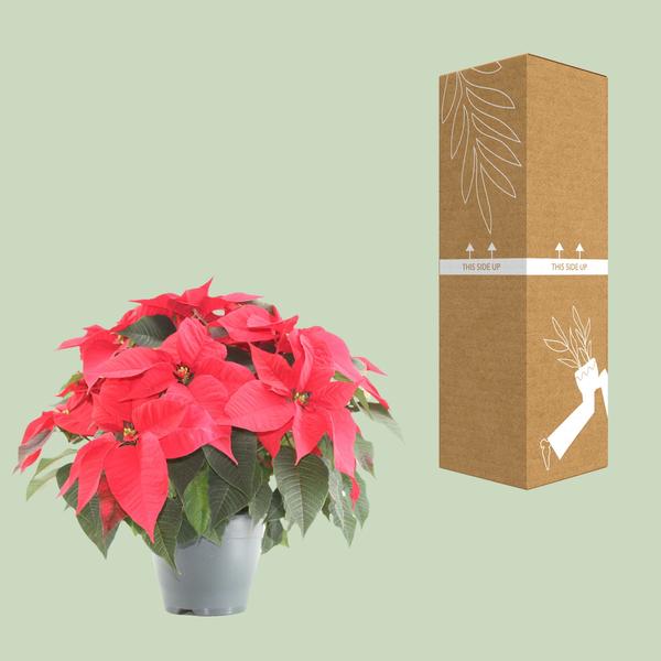 Weihnachtsstern - Poinsettia Xmas Feeling (rood) - Ø21cm - ↕50cm