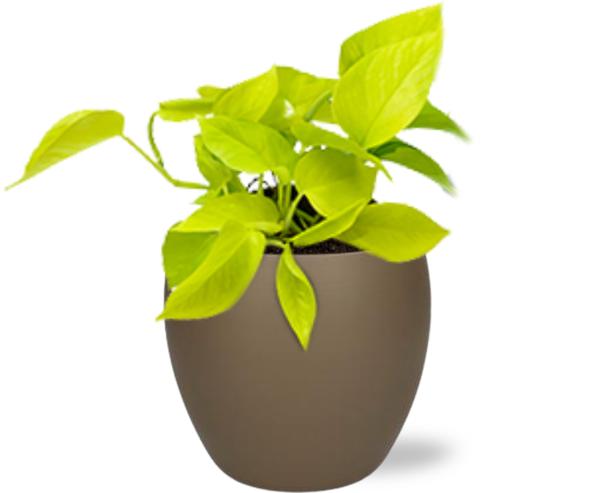 Efeutute - Epipremnum Golden Pothos - Ø12cm - ↕15cm + Bowl Pot D13/14.5x13cm - Topf Braun