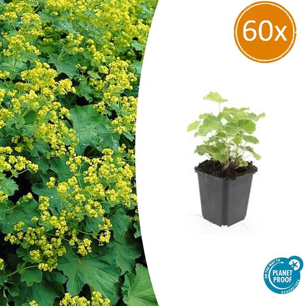 Frauenmantel - Alchemilla mollis - ↕10-25cm - Ø9cm 60 Stück