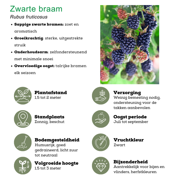 Beeren Mix -"Fruchtparadis" BIO Obstpflanzen - 4 verschiedene Sorten