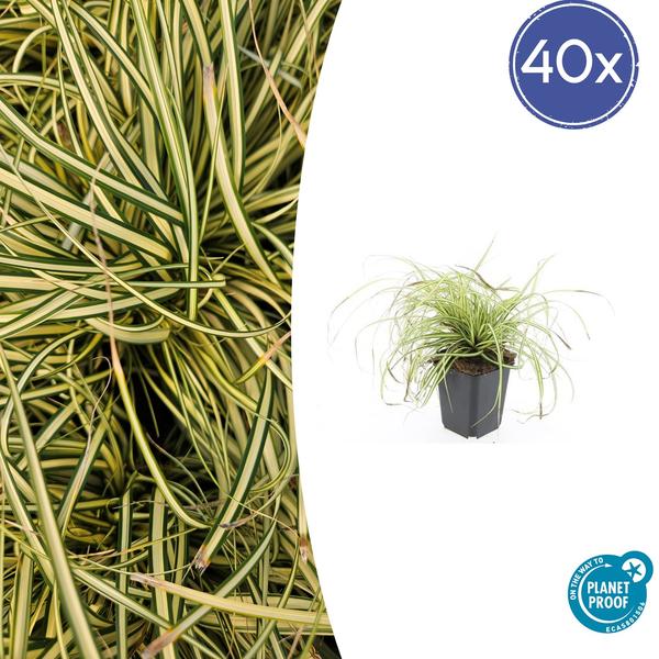 Japangoldsegge - Carex oshim. 'Evergold'  - ↕10-25cm - Ø9cm - 40x