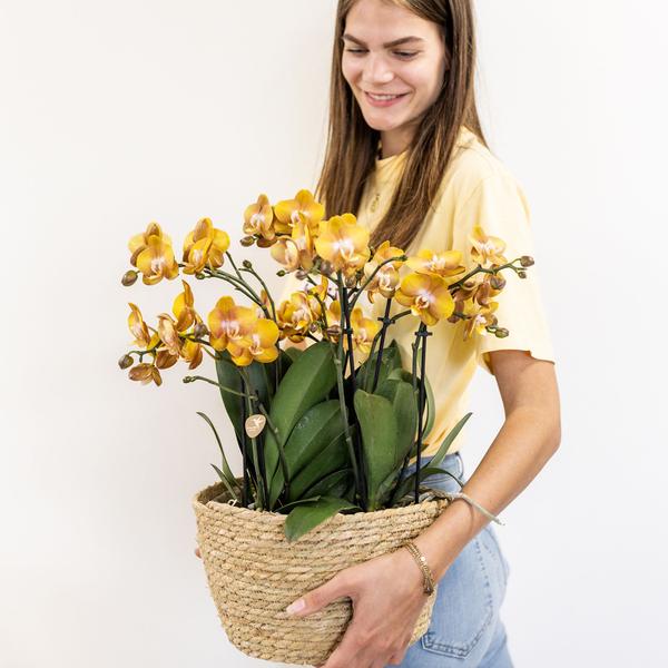 Orchideen Set - orange Orchideen-Set im Schilfkorb inkl. Wassertank - 3 orange Orchideen Las Vegas 12cm - Mono Bouquet orange mit autarkem Wassertank.