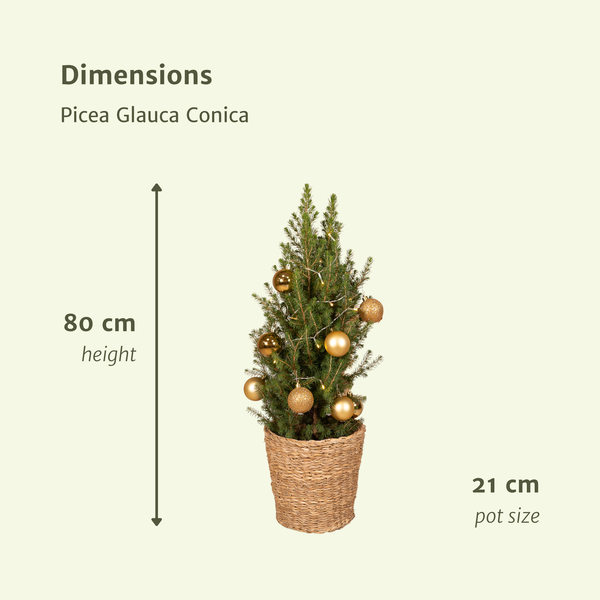 Zukerhutfichte Kleiner Weihnachtsbaum - Picea Glauca Conica - Ø21cm - ↕80cm - Gold - Ø21 - ↨80cm im Korb