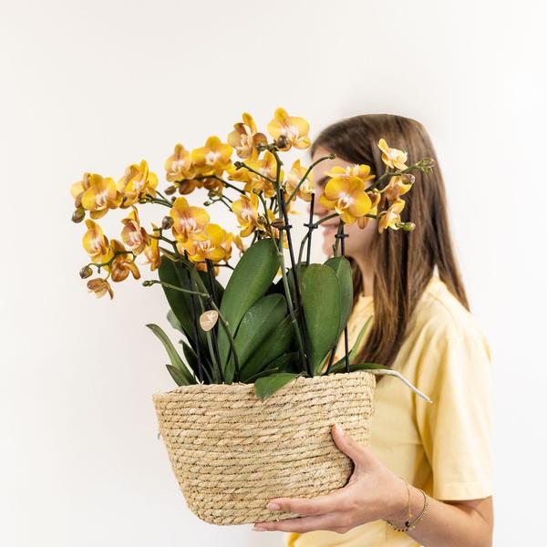 Orchideen Set - orange Orchideen-Set im Schilfkorb inkl. Wassertank - 3 orange Orchideen Las Vegas 12cm - Mono Bouquet orange mit autarkem Wassertank.