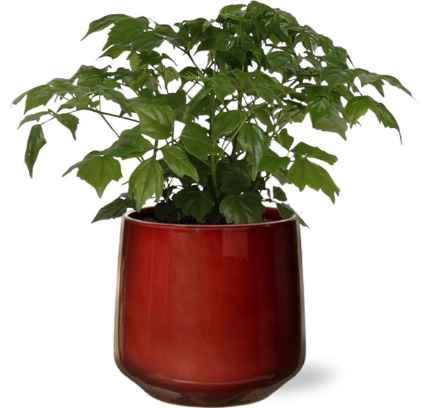 Chinesischer Blauglockenbaum - Rademachera Sinica - Ø12cm - ↕27cm + Puglia Pot D13/14,5x13,5cm - Topf Rot